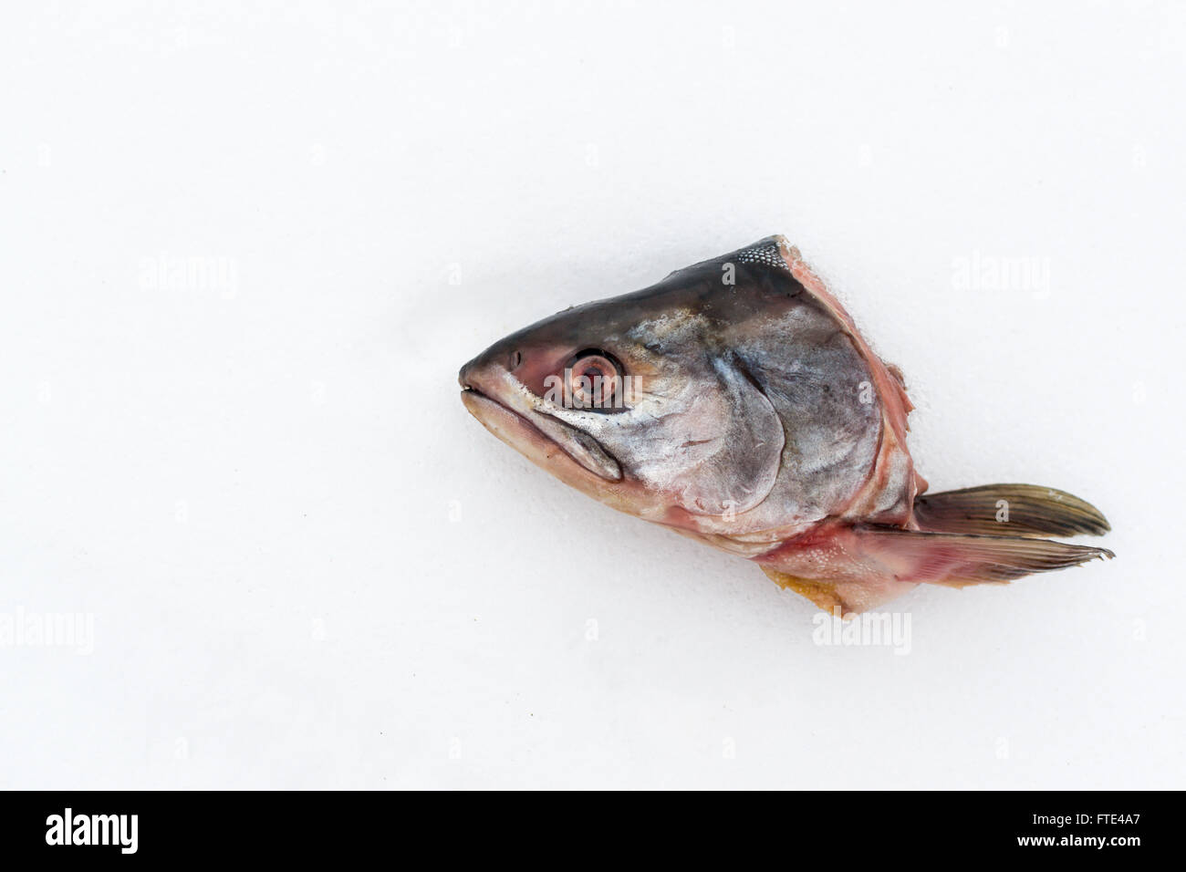 Single severed head of a raw fish cut off and left on a white snow background. Copy space area for text. Stock Photo