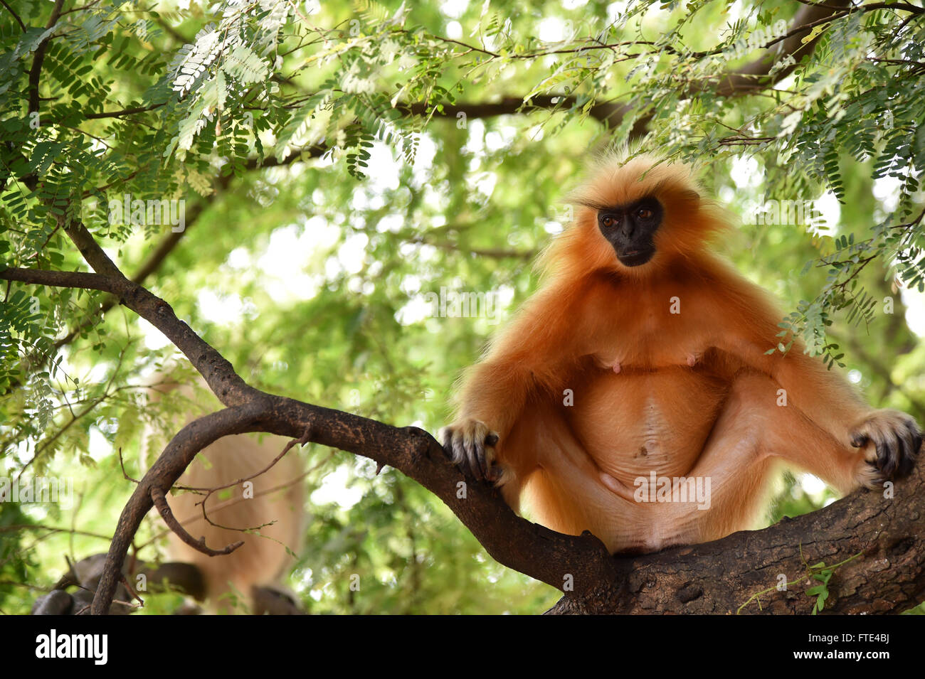 Gee's golden langur (Golden Monkey) an Old World monkey found in Assam,India.It is one of the most endangered primate species Stock Photo