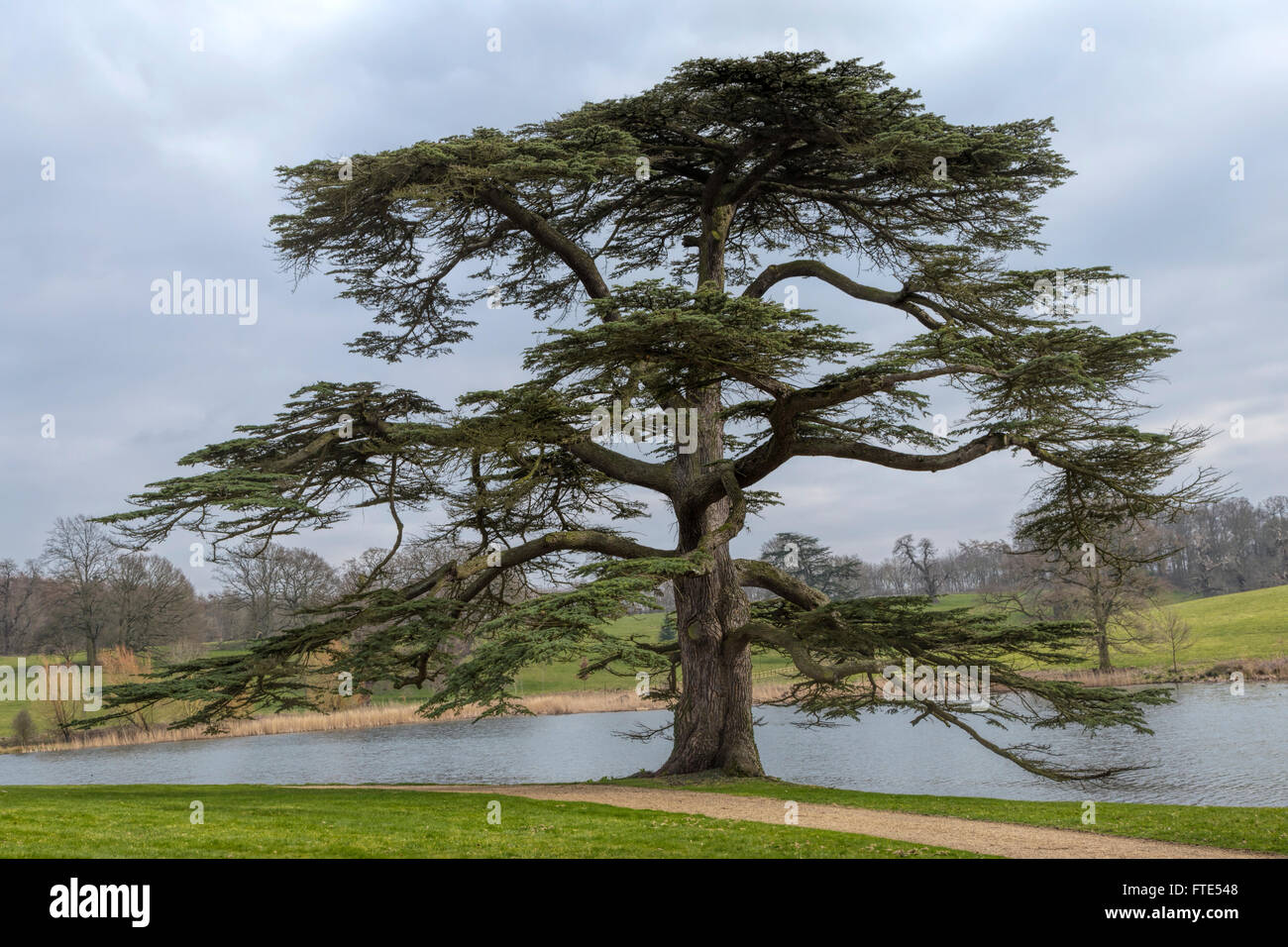 View on the lake with an ancient  Lebanese Cedar  Tree  in 