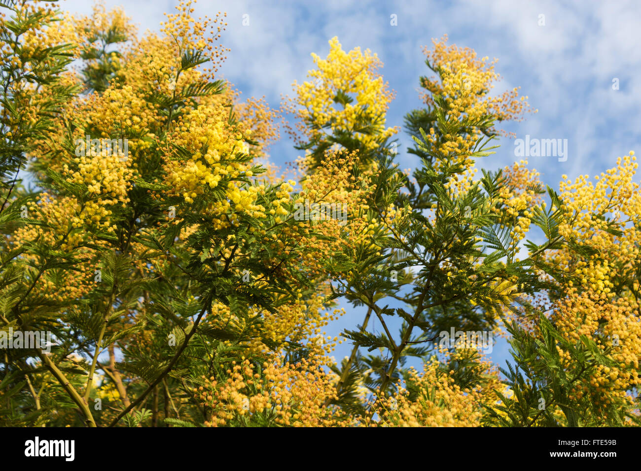 Mimosa trees in blossom, Spain, springtime. Stock Photo
