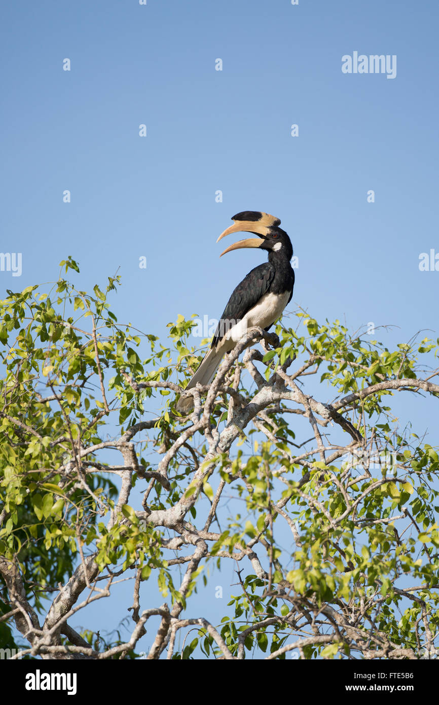 Malabar Pied Hornbill Sri Lanka Stock Photo
