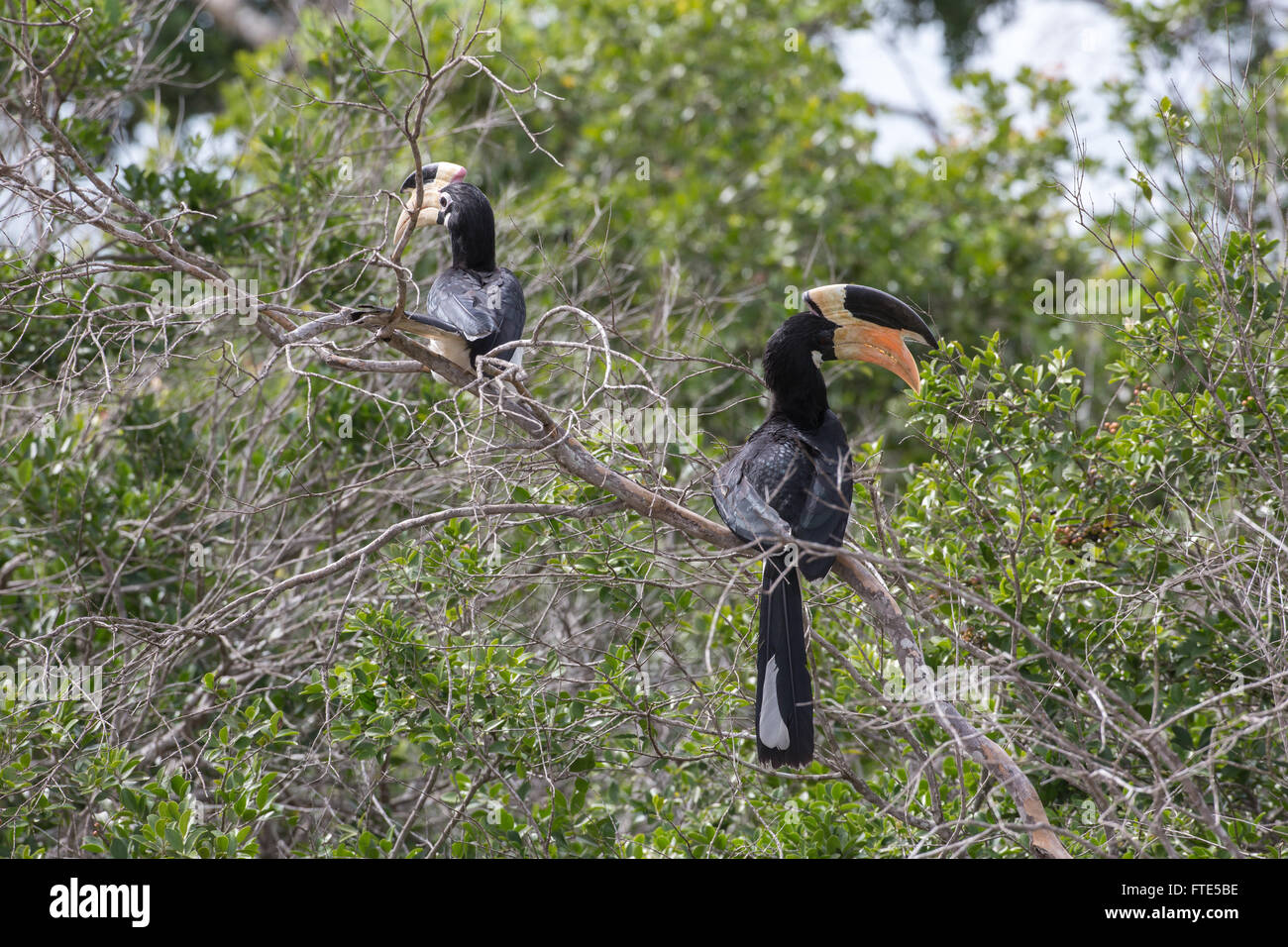 Malabar Pied Hornbill Sri Lanka Stock Photo