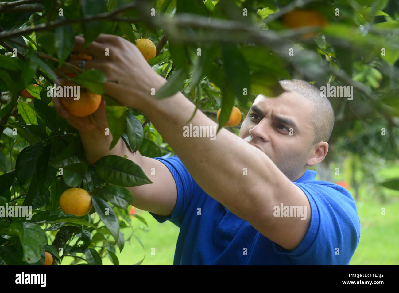 1402128-N-MW280-251 LISBON, Portugal (Feb. 28, 2014) --  Sgt. Jose Arroyo, from San Antonio, Texas, picks oranges for a community relations event in Lisbon, Portugal during a port visit  of the multipurpose amphibious assault ship USS Bataan (LHD 5) . The Bataan Amphibious Readiness Group is deployed supporting maritime security operations, providing crisis response capability, increasing theater security cooperation and a forward naval presence in the U.S. Navy's 5th and 6th Fleet Area of Responsibility. (U.S. Navy Photo by Mass Communication Specialist 3rd Class Chase Hawley/Released) Stock Photo