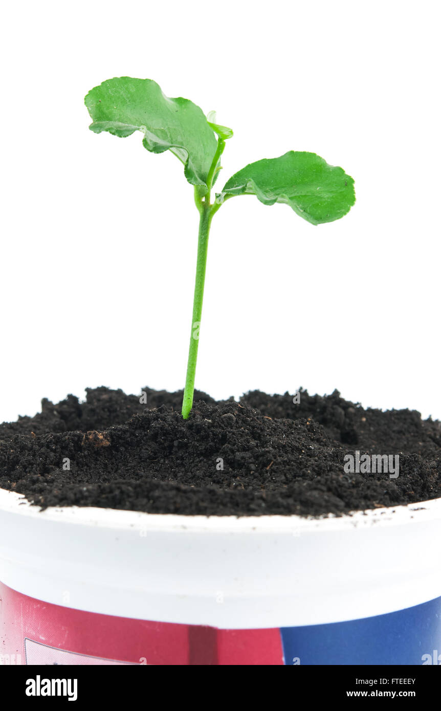 green plant on isolated white background Stock Photo - Alamy