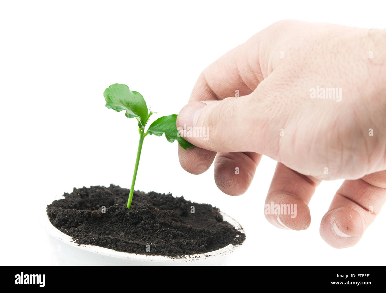 A Green seedling. A close up Stock Photo