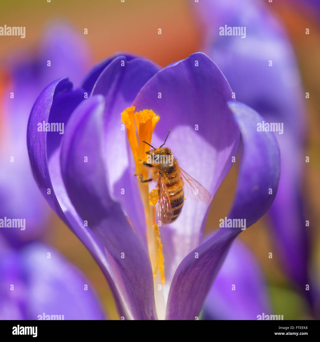 bee in crocus flower closeup Stock Photo