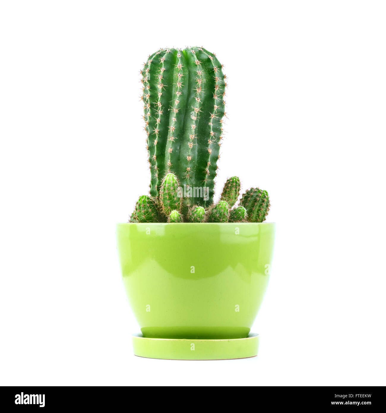 domestic cactus isolated on white Stock Photo