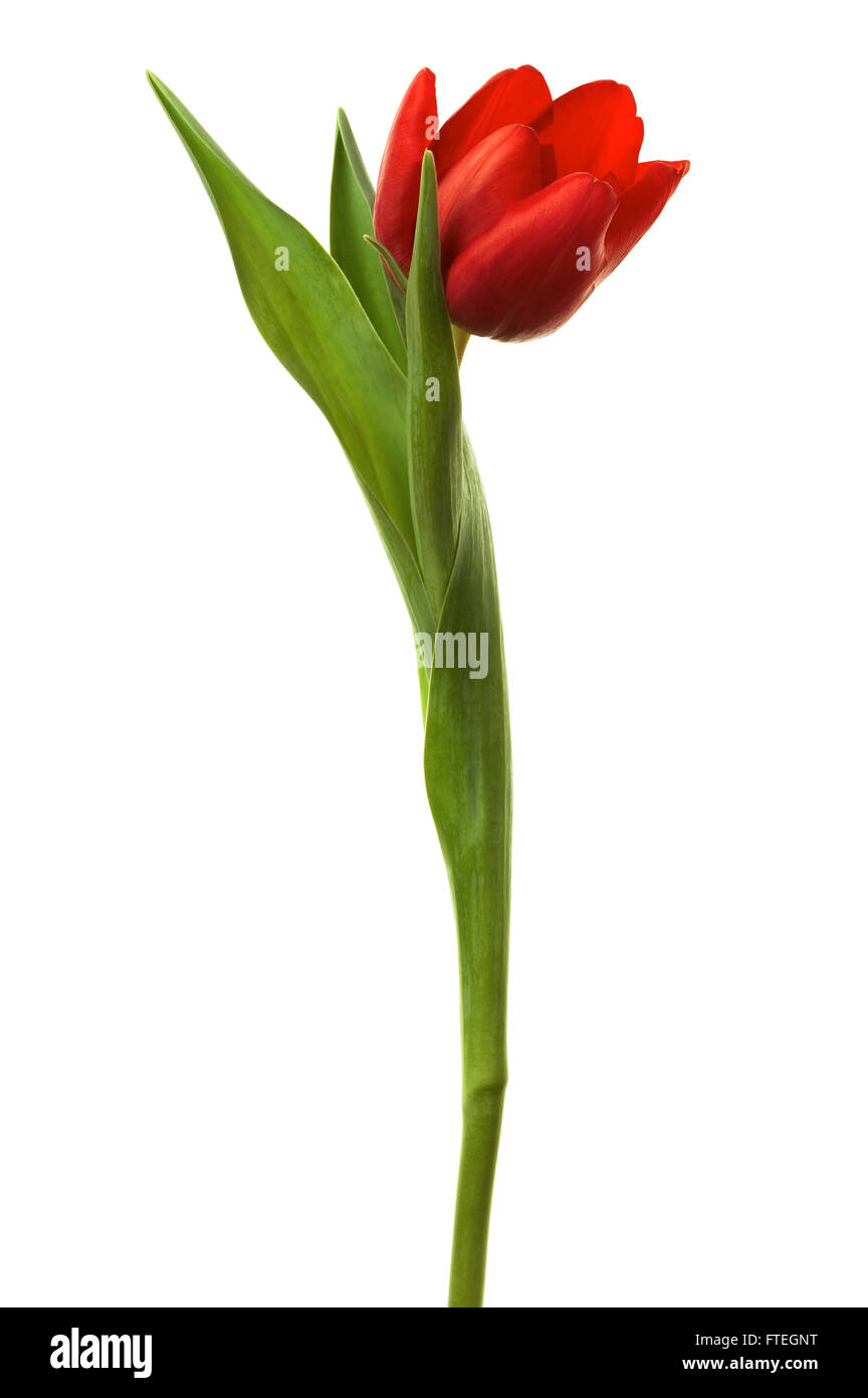 Beautiful and fresh tulip on a white background Stock Photo - Alamy