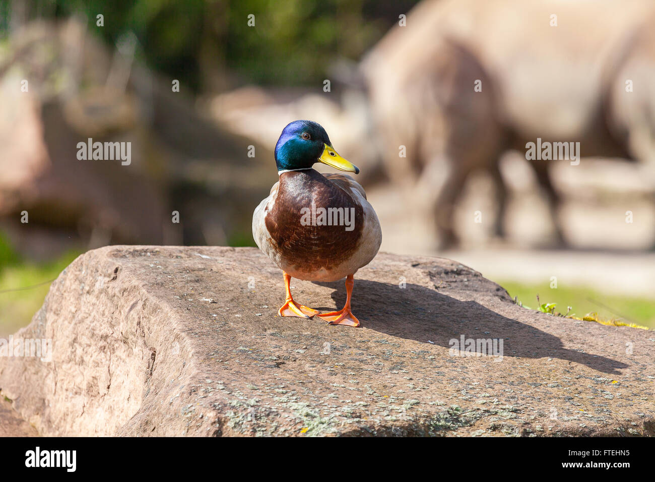 male duck stands on a stone Stock Photo