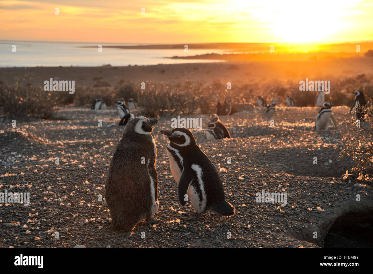 Magellanic Penguins, early morning at Punto Tombo, Patagonia, Argentina Stock Photo