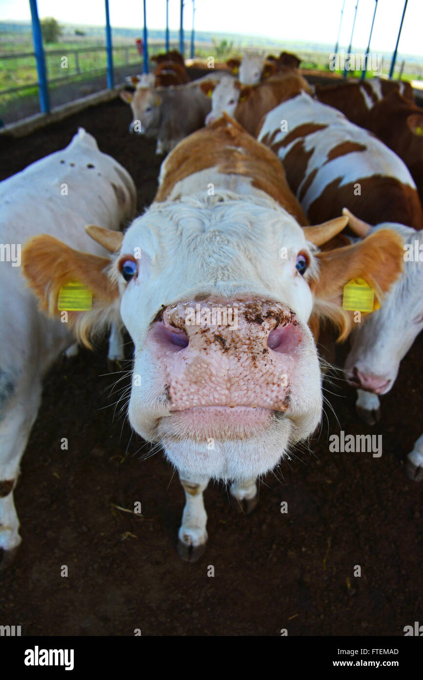 Calf's in a cow shed Stock Photo