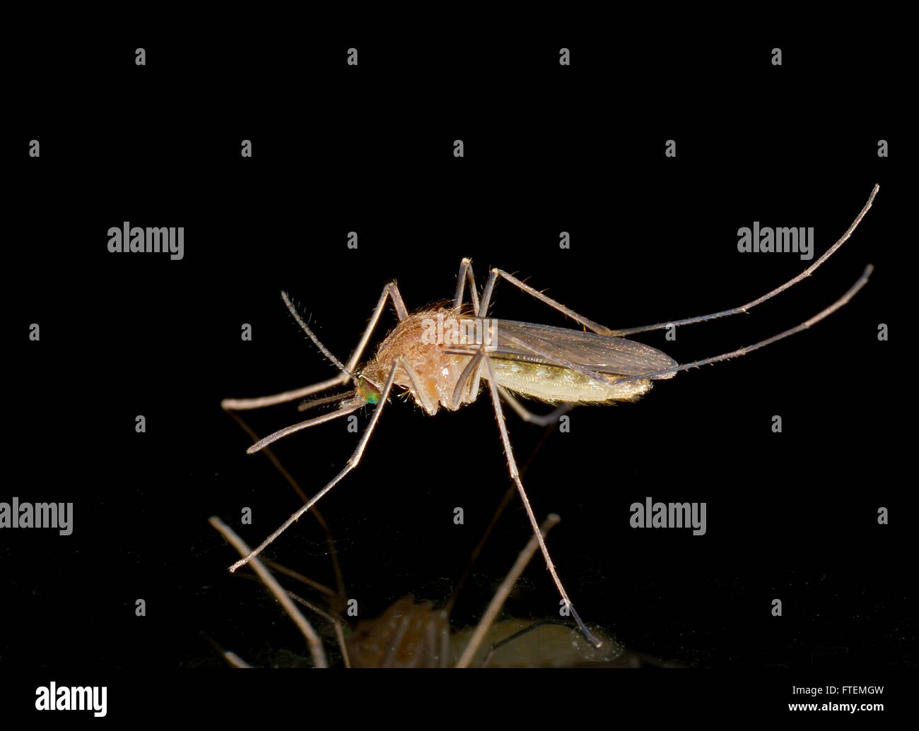 Mosquito proboscis hires stock photography and images Alamy