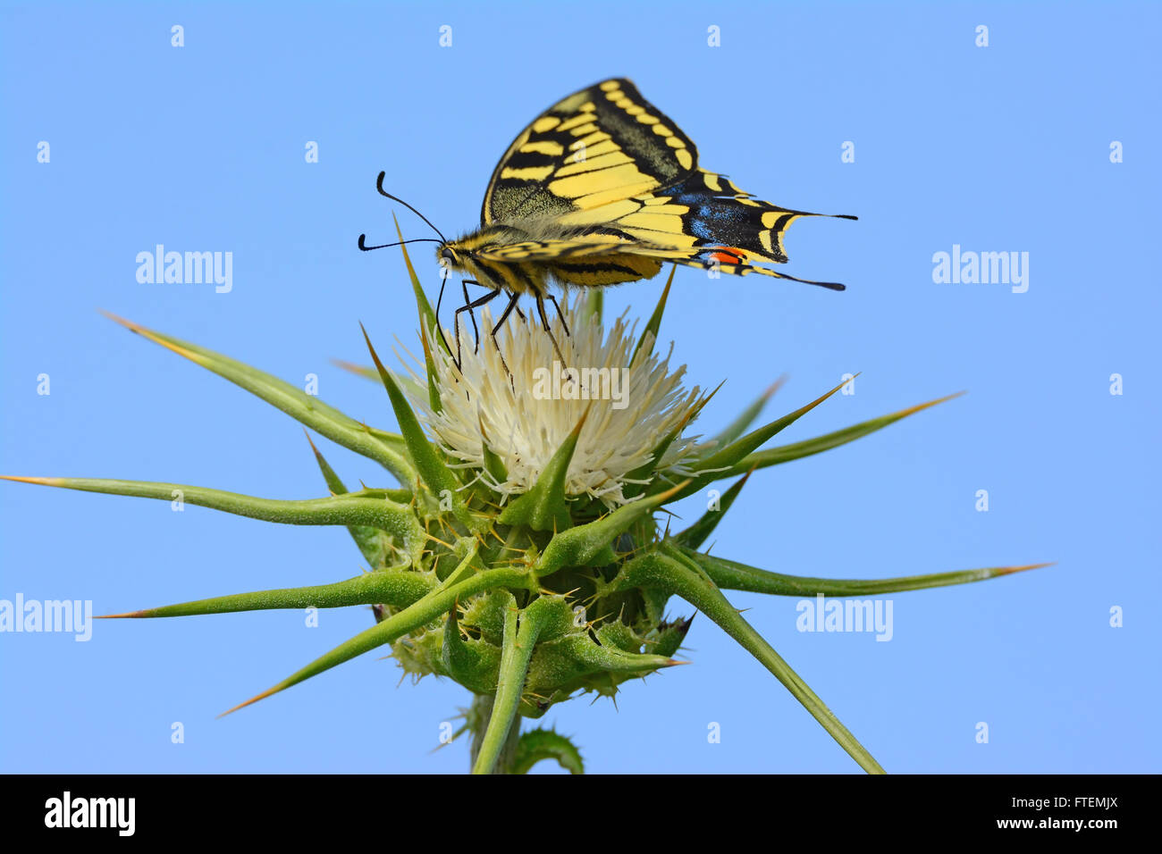 Swallowtail butterfly - Papilio machaon - on a thorn flower Stock Photo