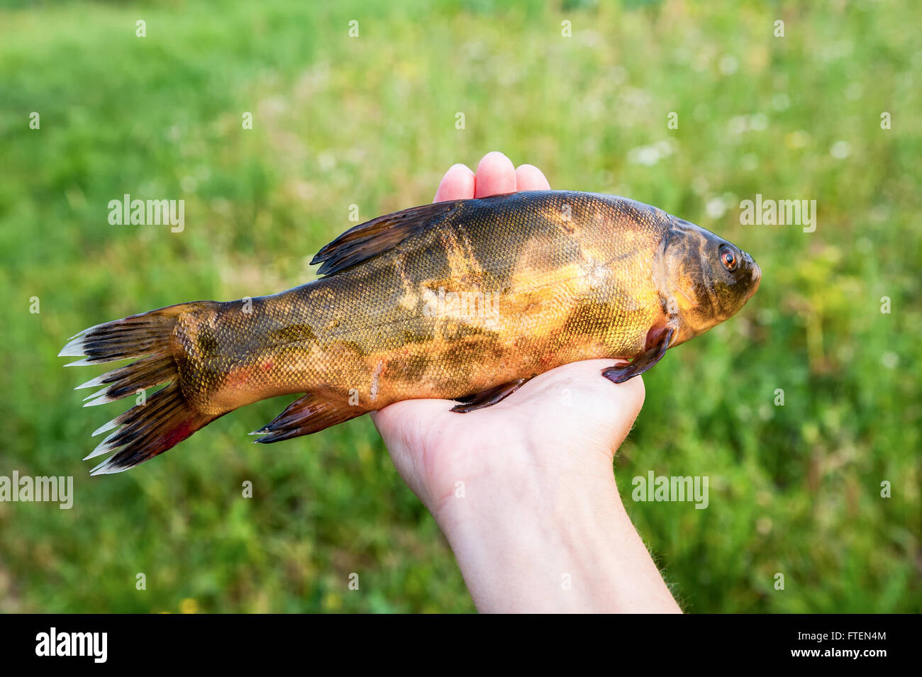 Caught raw freshwater tench in the hand Stock Photo