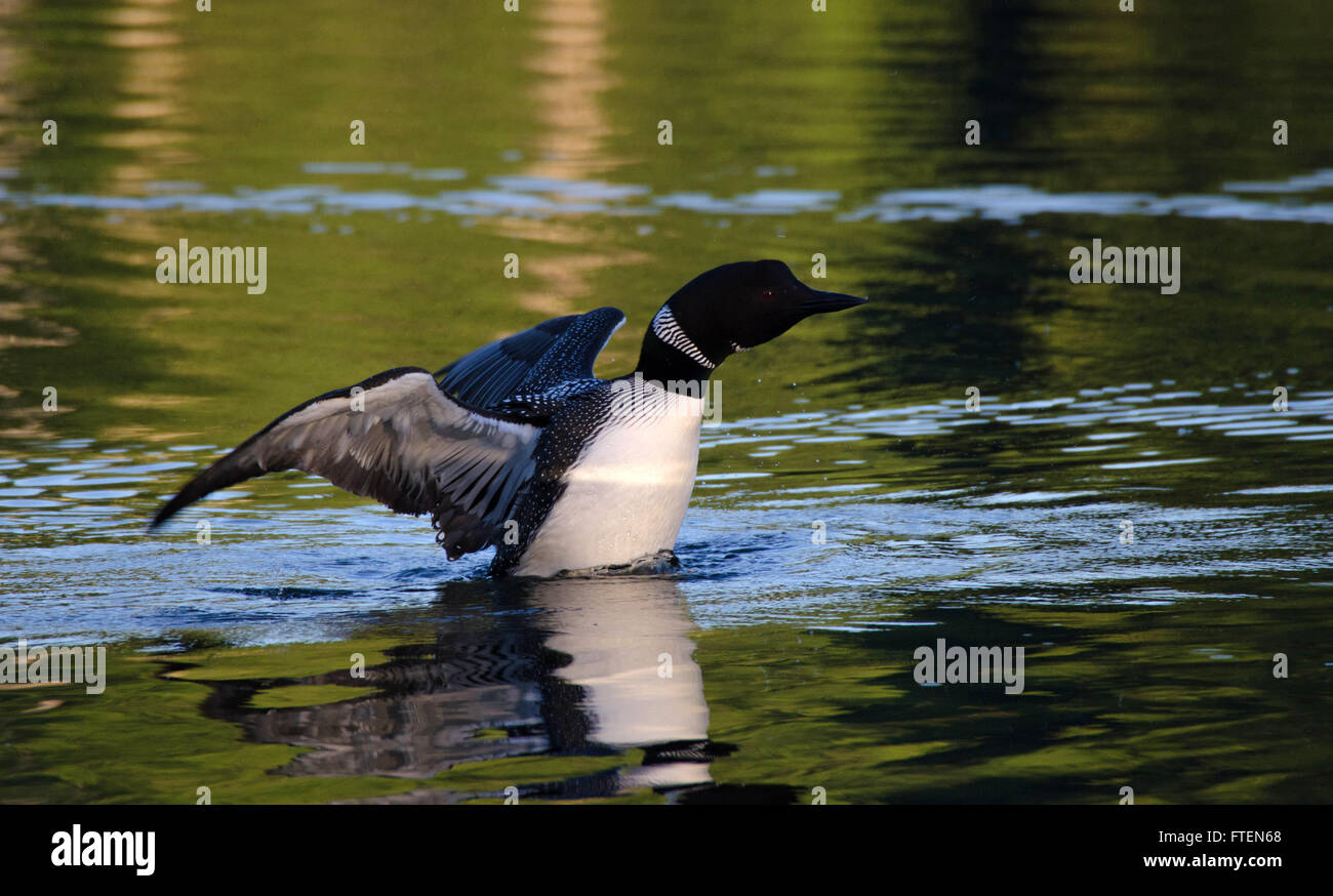 Common Loon stretches its wings Stock Photo