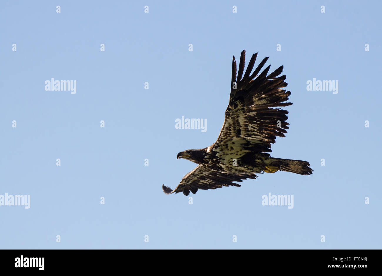 Juvenile bald eagle flies over a fishing area Stock Photo