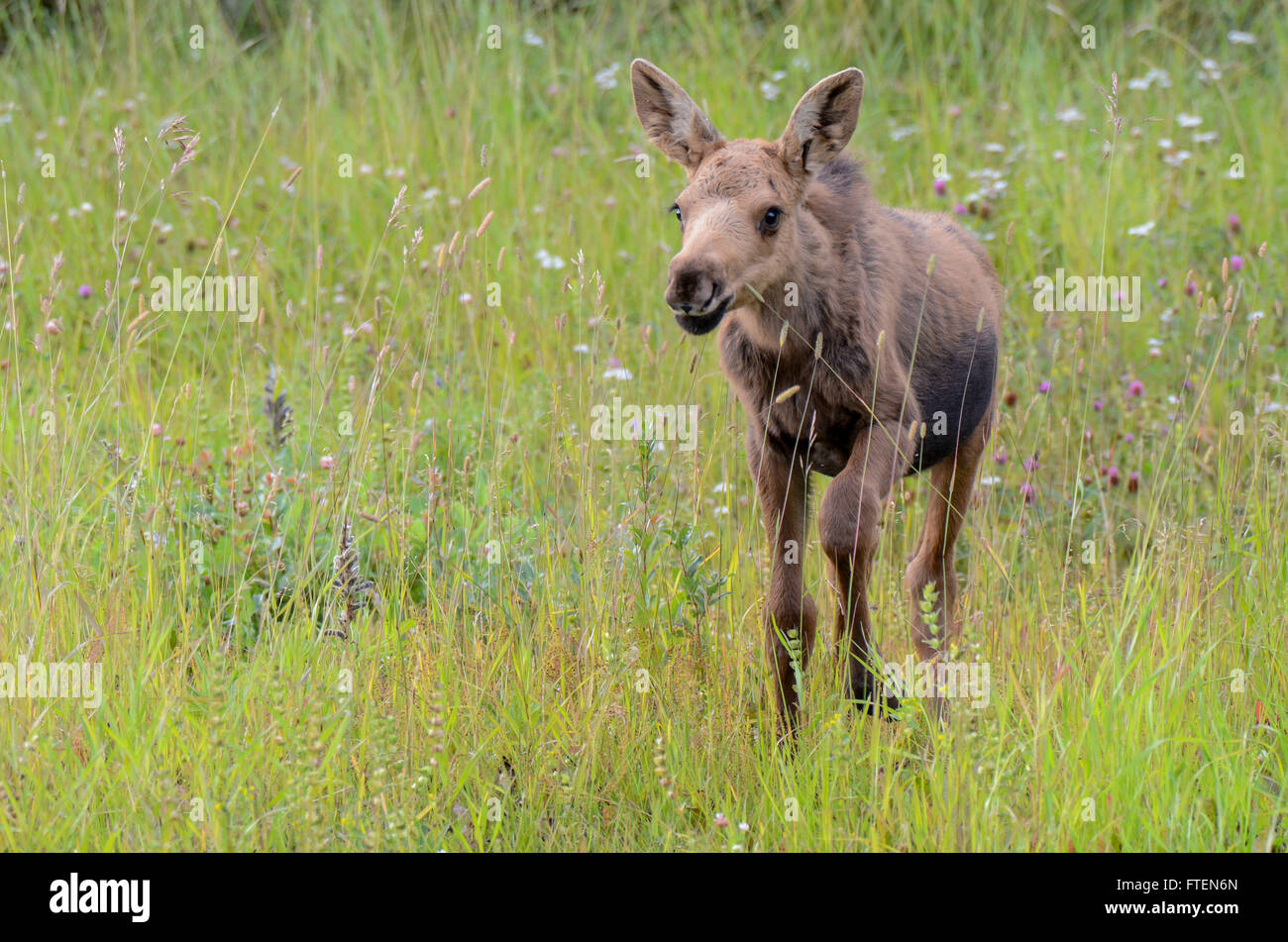Moose calf walking through grass Stock Photo