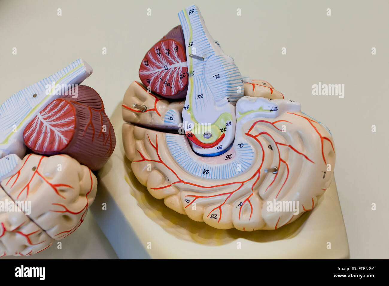Human brain model - USA Stock Photo - Alamy