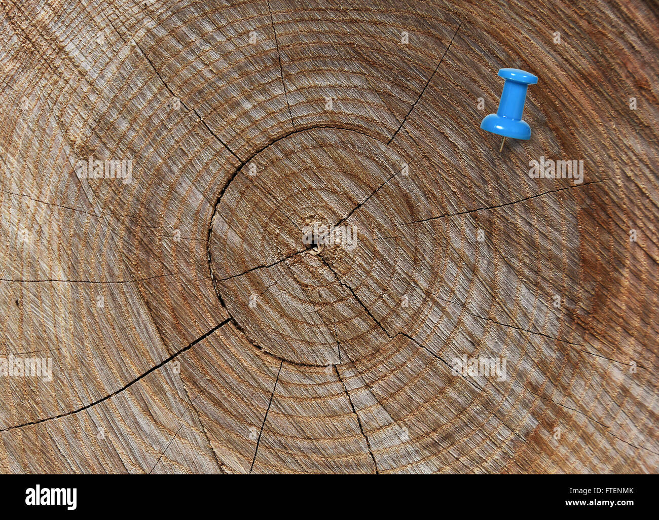 Blue thumbtack in crosscut tree with rings and cracks. Stock Photo