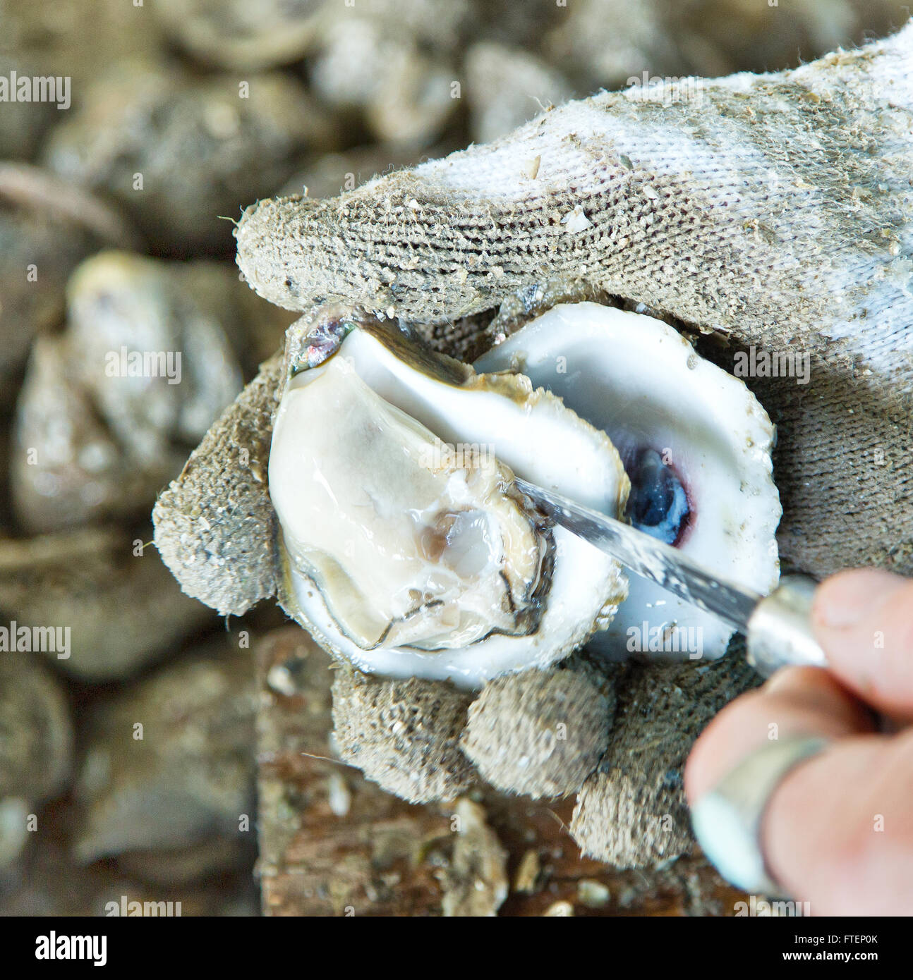 Gloved hand shucking oyster,  'Crassostrea virginica'. Stock Photo