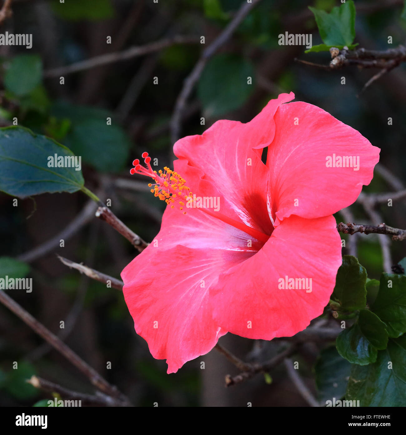 Pink Hibiscus flower Stock Photo - Alamy
