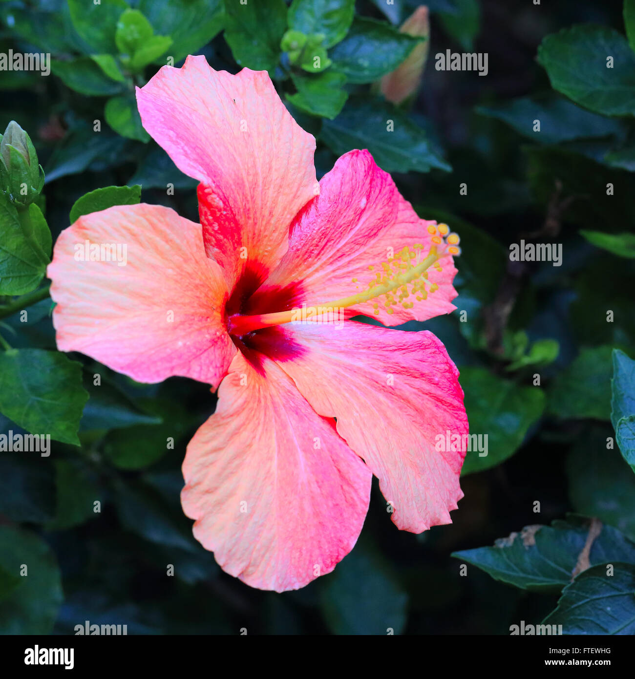 Pink Hibiscus flower Stock Photo - Alamy