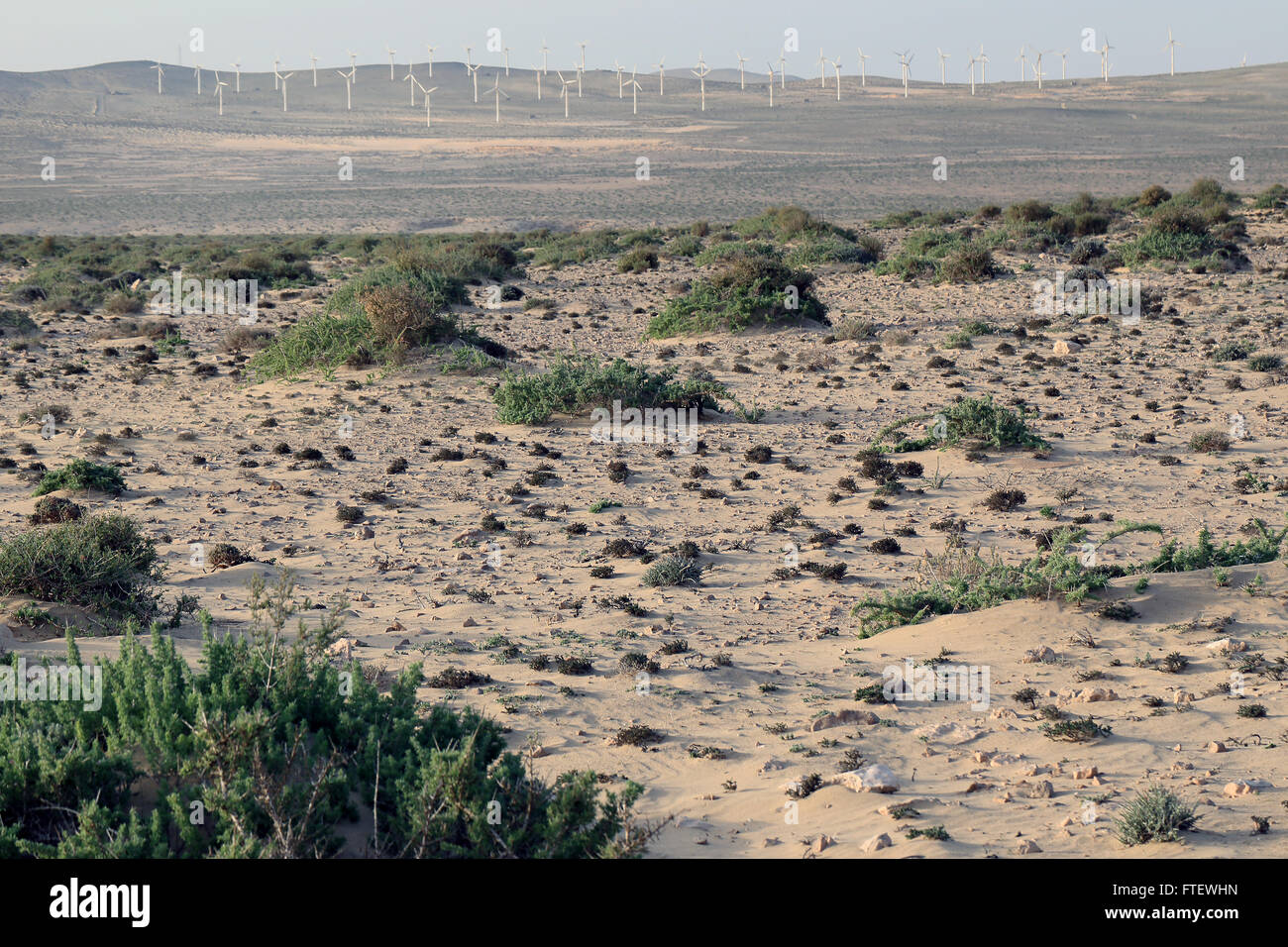 Typical stony desert landscape and vegetation with a distant windfarm, Fuerteventura, Canary Islands, Spain. Stock Photo