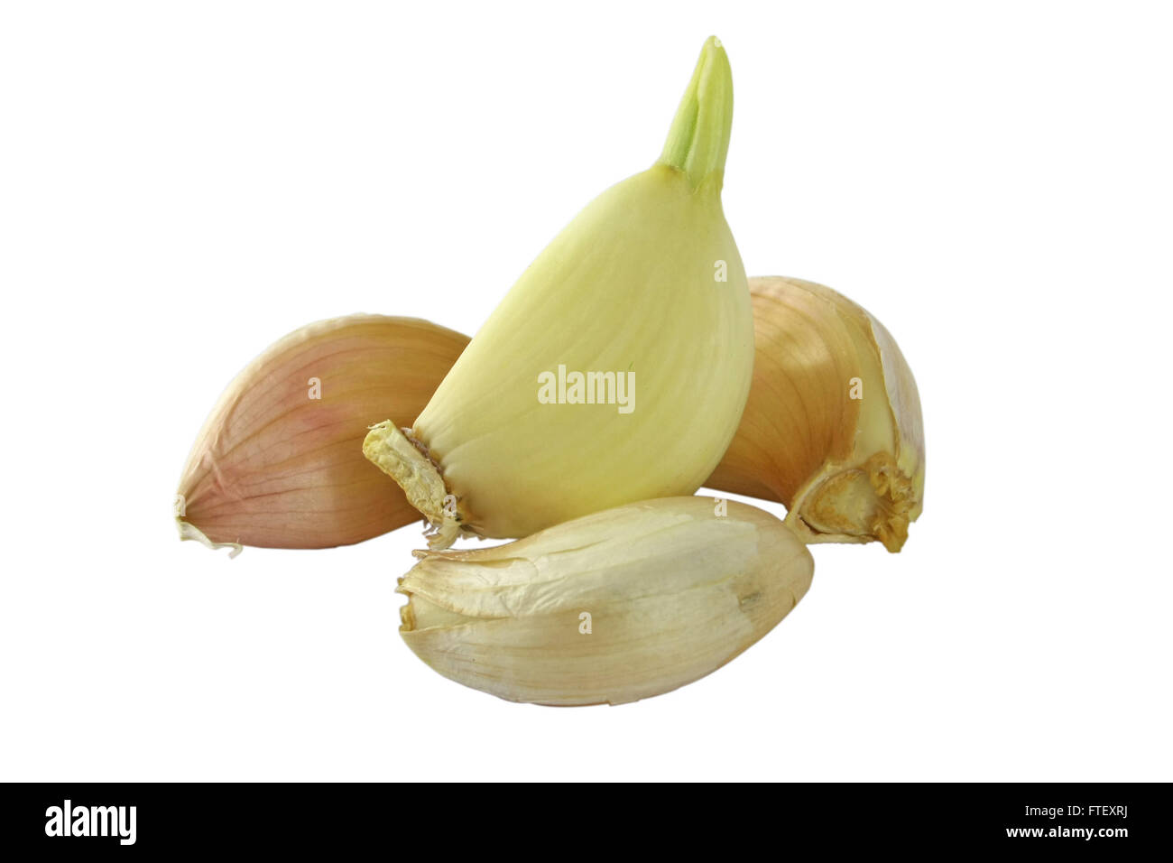 garlic cloves with green sprout isolated on white background Stock