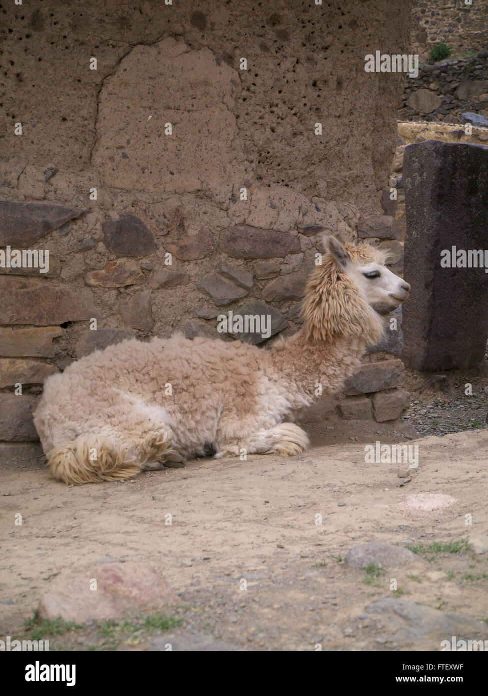 Llama or alpaca at Machu Picchu Peru Stock Photo