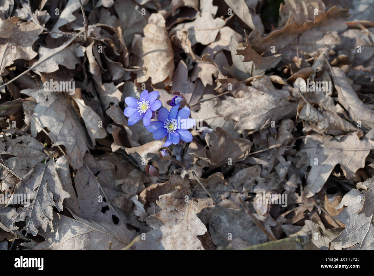Spring awakening hi-res stock photography and images - Alamy