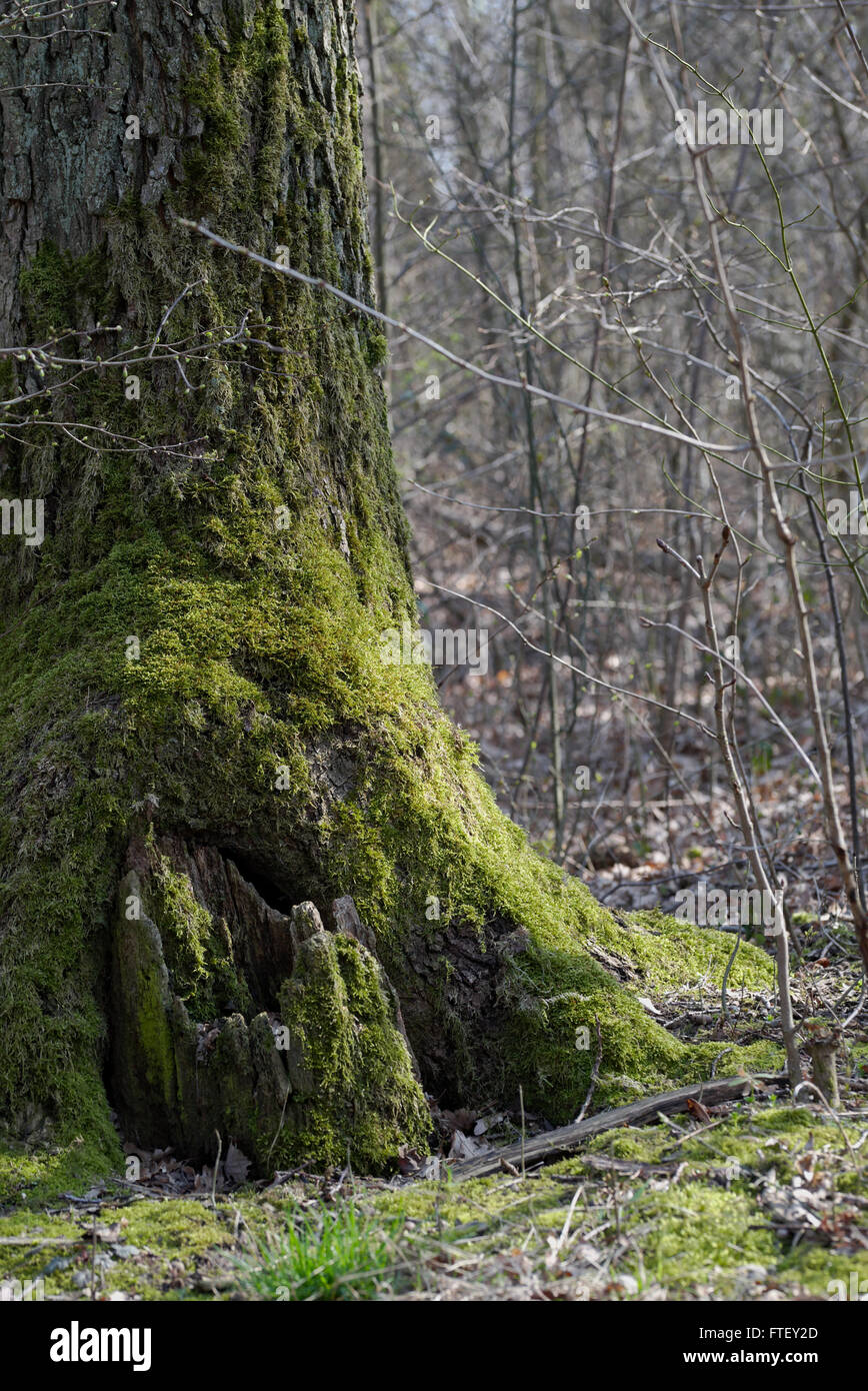 Spring awakening hi-res stock photography and images - Alamy