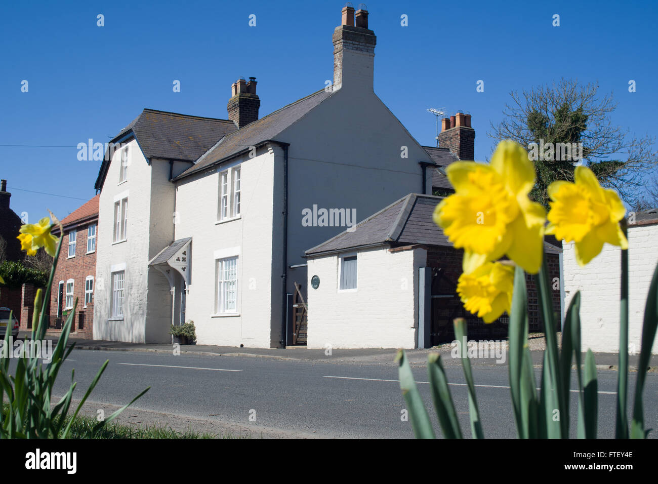 Kilham east yorkshire uk.  Spring time daffodils and white washed cottages uk Stock Photo