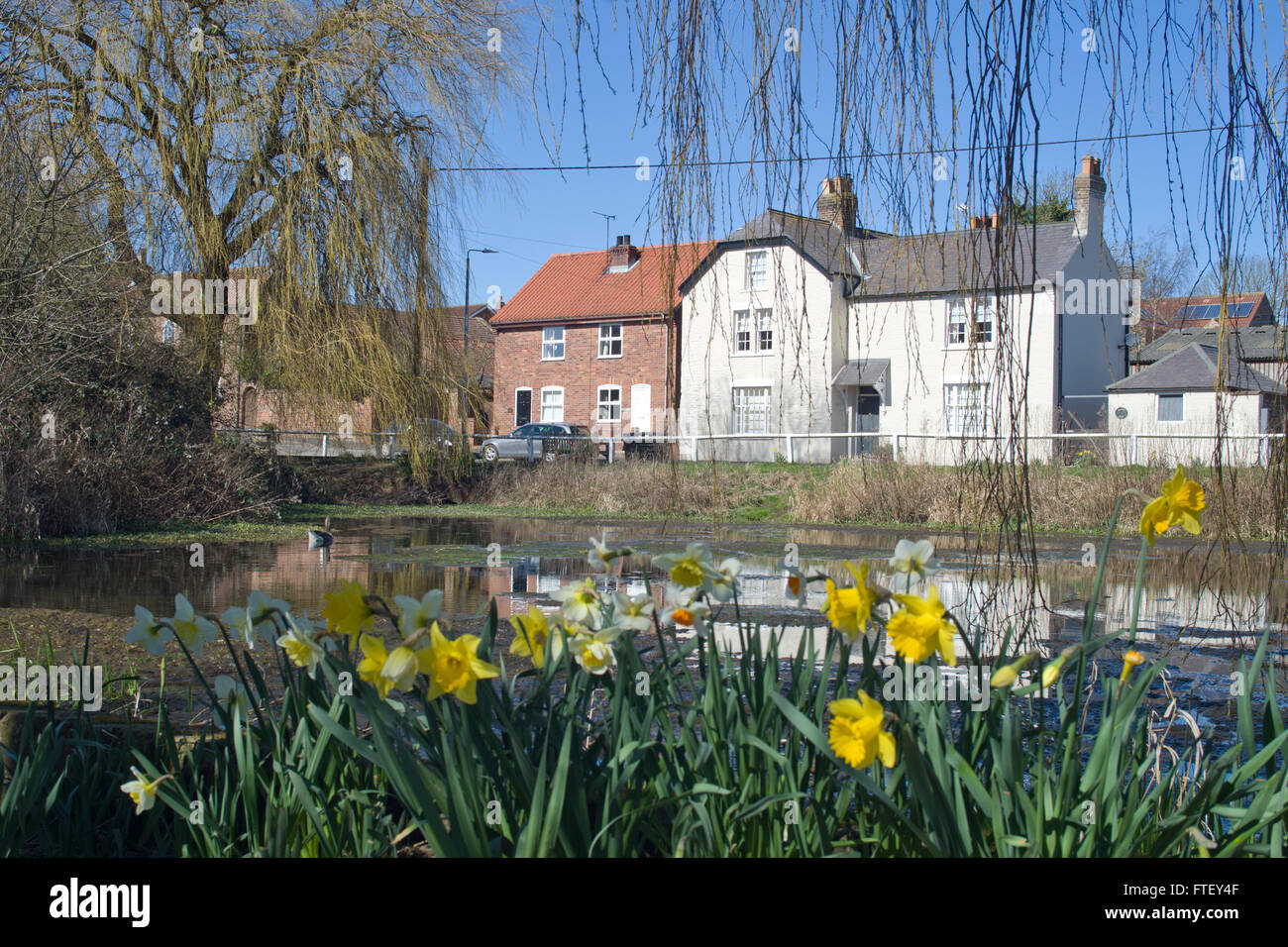 Kilham east yorkshire uk.  Spring time daffodils and white washed cottages uk Stock Photo