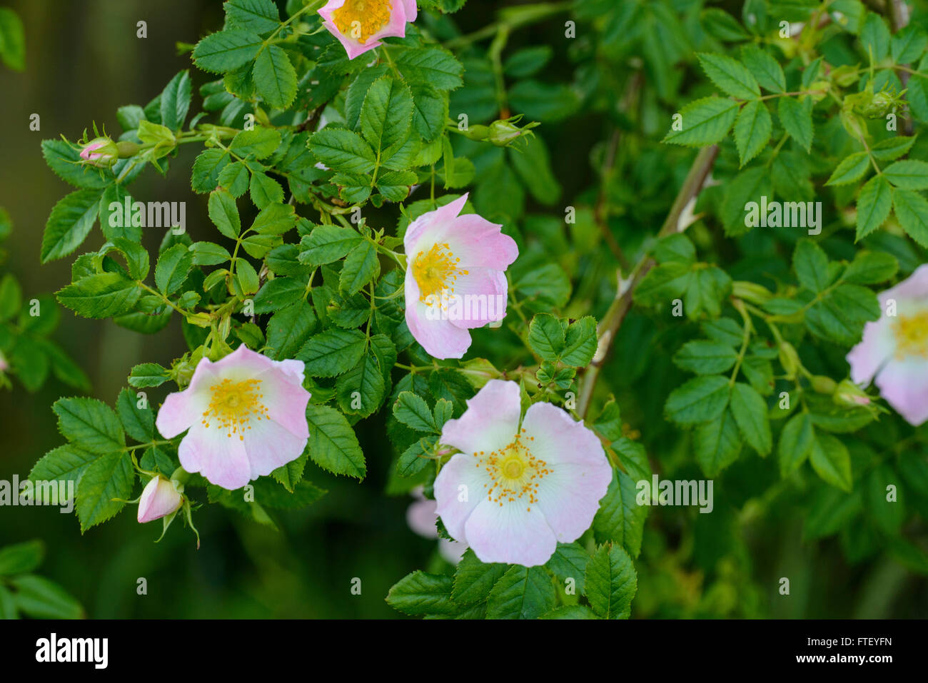 Dog Rose (Rosa canina agg.) flowers Stock Photo - Alamy