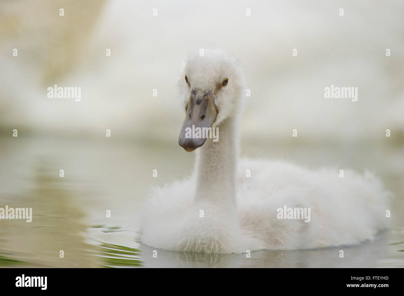 young swan swimming on a pond Stock Photo - Alamy