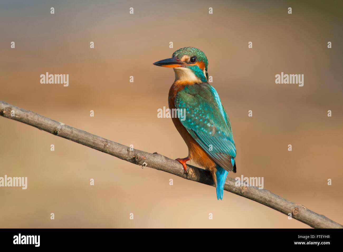 Female kingfisher on a branch in the Lipu Oasi of Racconigi in Piedmont Stock Photo