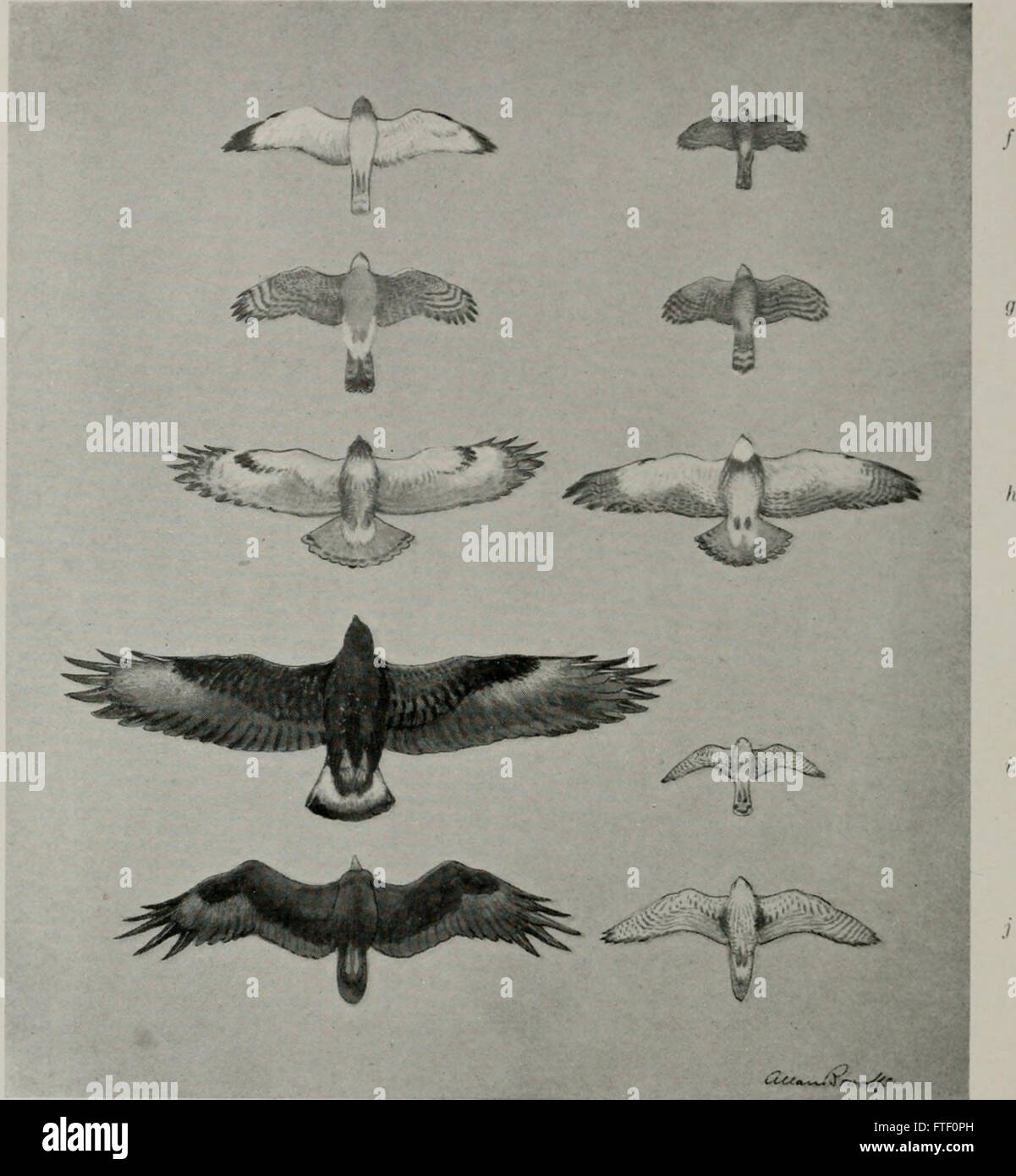 Animal Life In The Yosemite An Account Of The Mammals