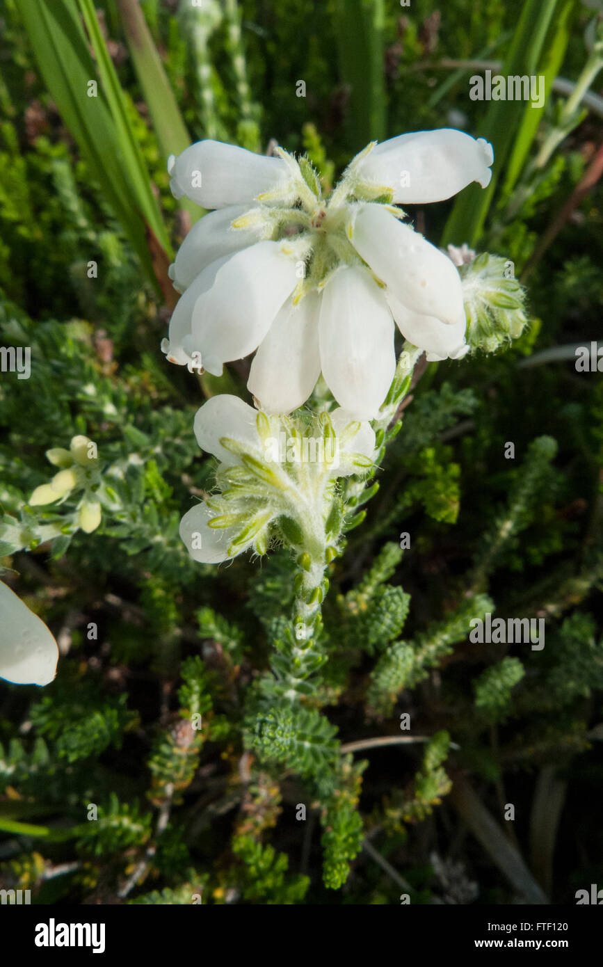 Bell Heather (Erica cinerea), white form flower Stock Photo