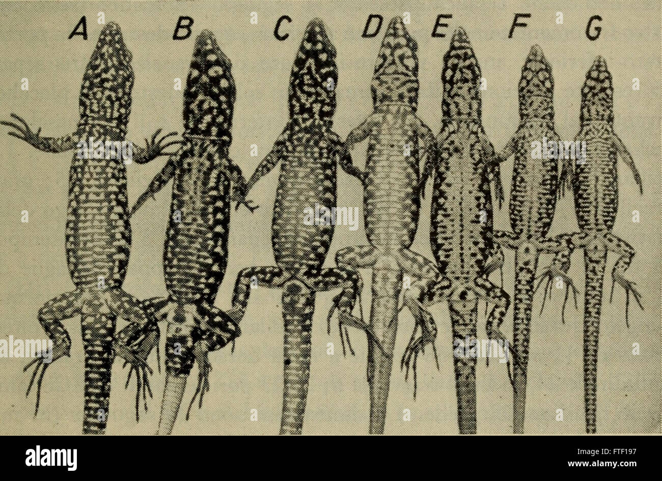 Annali del Museo civico di storia naturale Giacomo Doria (1958) Stock Photo