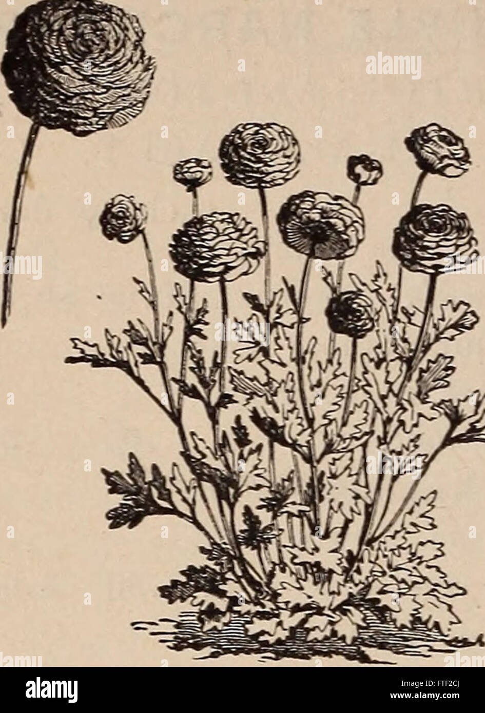 The 1884 catalog offers a comprehensive list of bulbs and flowering