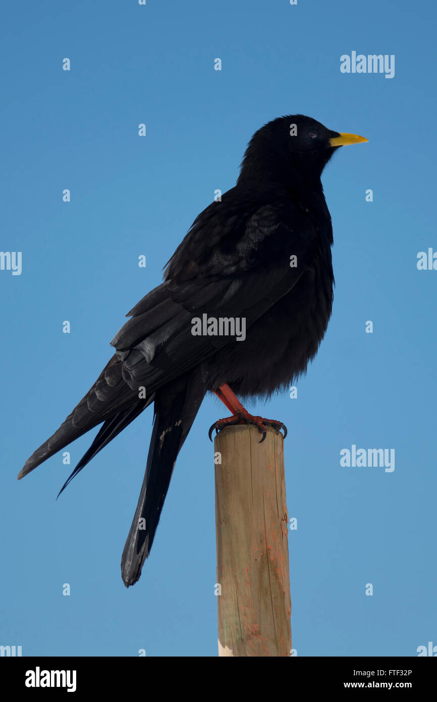 Black alpine chough also called yellow-billed chough Stock Photo