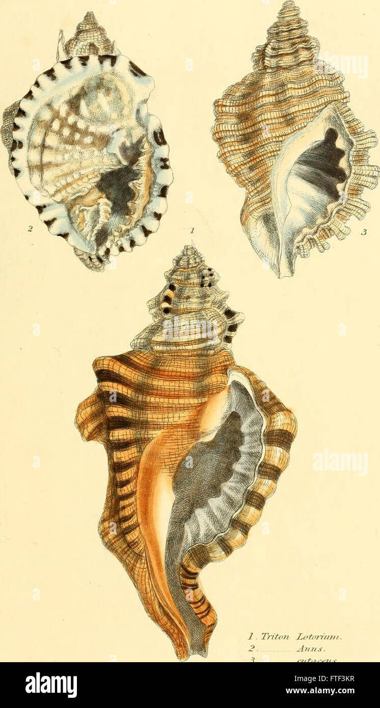 This 1841 work provides a systematic classification of conchology ...