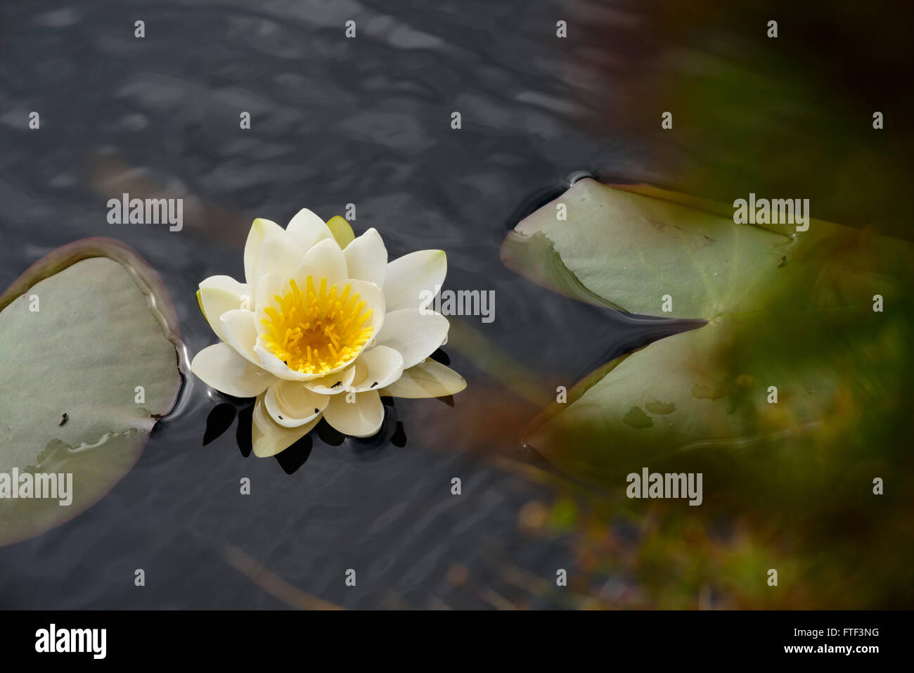 White Water Lily (Nyphaea alba ssp. occidentalis) Stock Photo