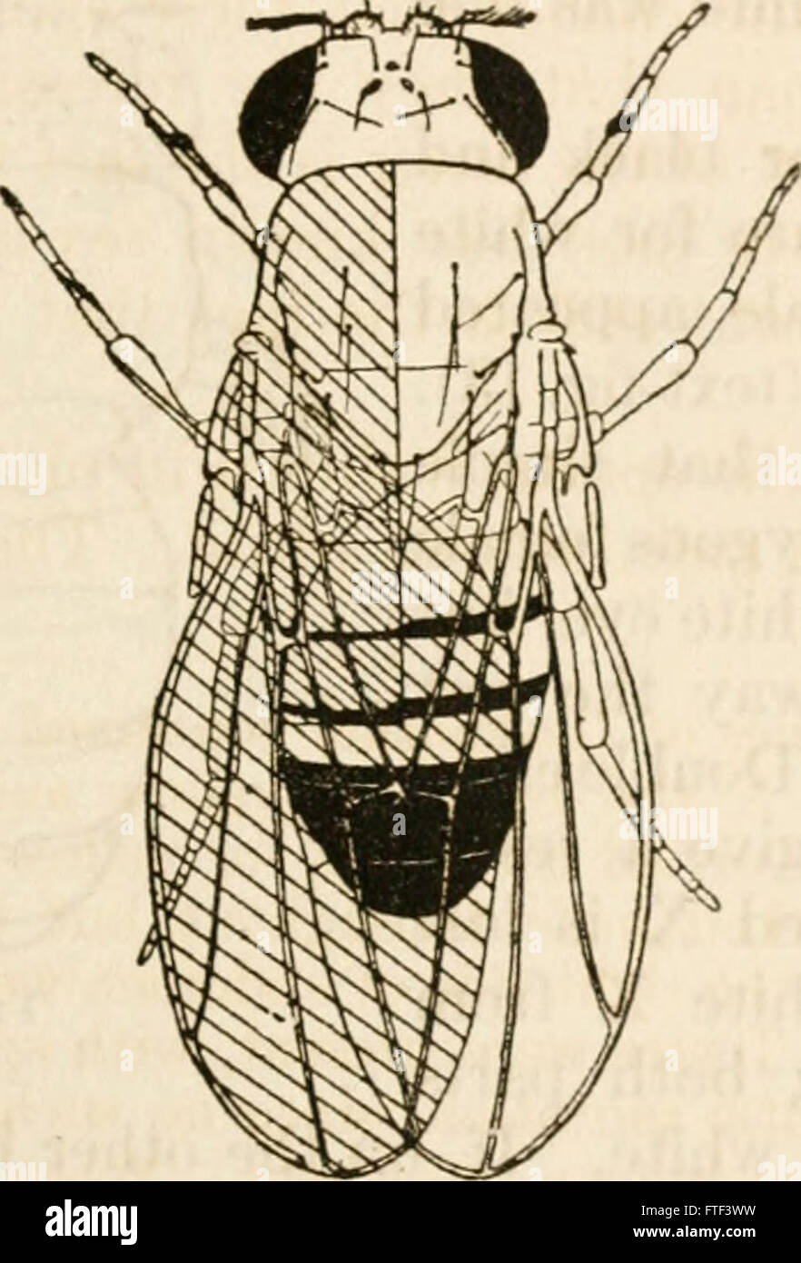 'Contributions to the Genetics of Drosophila melanogaster' (1919 ...