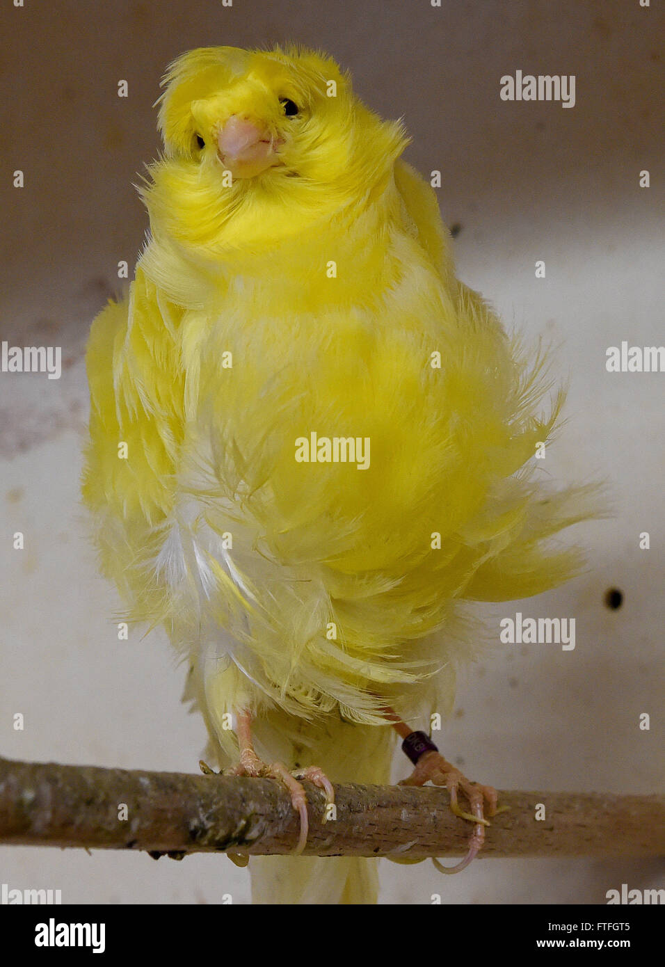 Leiferde, Germany. 15th Mar, 2016. A Paris trumpeter canary bird sits in a cage of a breeder in Leiferde, Germany, 15 March 2016. Photo: HOLGER HOLLEMANN/dpa/Alamy Live News Stock Photo