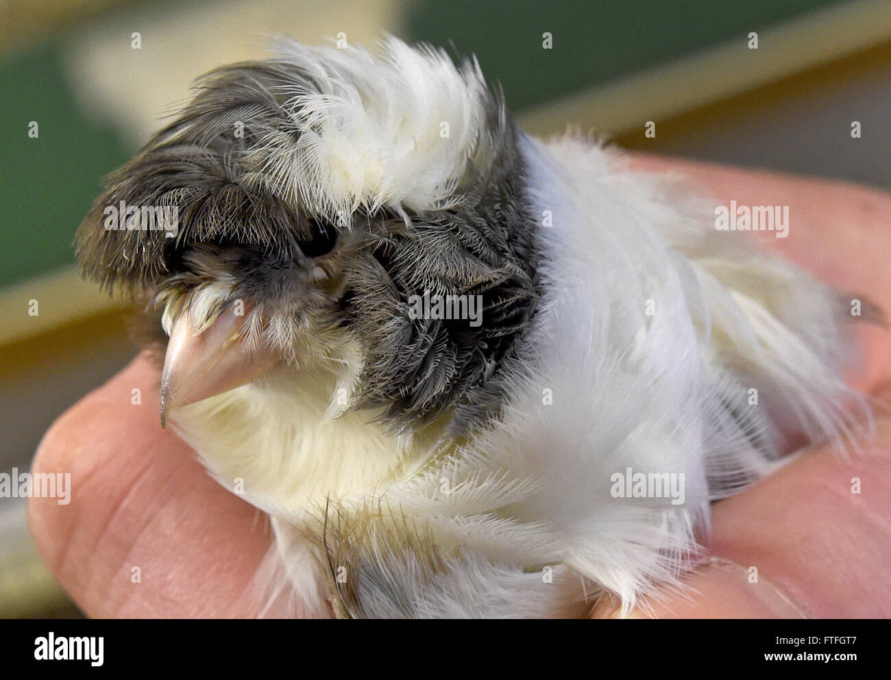 Leiferde, Germany. 15th Mar, 2016. A Paris trumpeter canary bird is held by breeder Wolfgang Kasimir in Leiferde, Germany, 15 March 2016. Photo: HOLGER HOLLEMANN/dpa/Alamy Live News Stock Photo