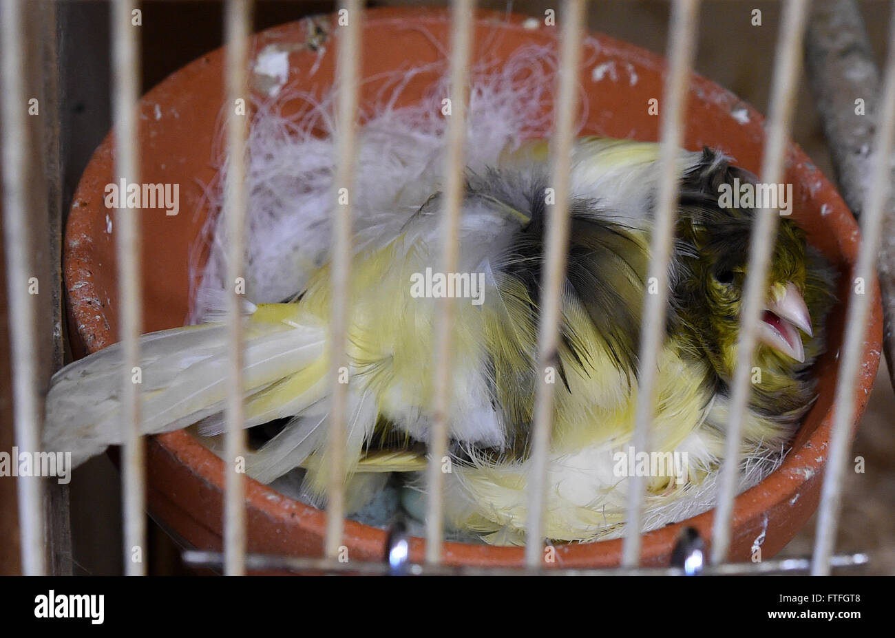 Leiferde, Germany. 15th Mar, 2016. A Paris trumpeter canary bird sits in a cage of a breeder in Leiferde, Germany, 15 March 2016. Photo: HOLGER HOLLEMANN/dpa/Alamy Live News Stock Photo