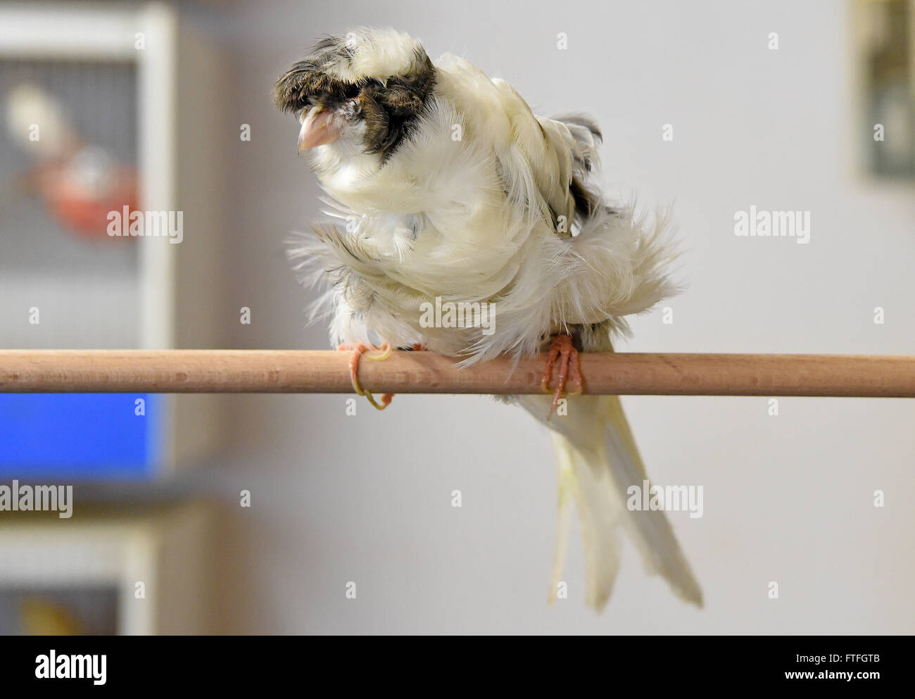 Leiferde, Germany. 15th Mar, 2016. A Paris trumpeter canary bird sits in front of bird cages owned by breeder Wolfgang Kasimir in Leiferde, Germany, 15 March 2016. Photo: HOLGER HOLLEMANN/dpa/Alamy Live News Stock Photo
