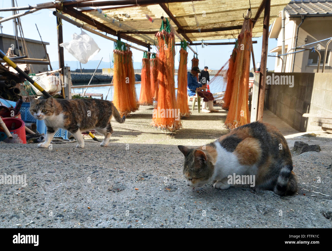 Tuesday. 22nd Mar, 2016. An army of cats inhabit the cat paradise of Aoshima island, off the coast of Ozu city in Ehime prefecture on Tuesday, March 22, 2016. More than 100 cats live on the tiny island which has only 16 elderly residents. The cats were originally brought to the island to kill the mice infesting local fishermen's boats. © Yoshio Tsunoda/AFLO/Alamy Live News Stock Photo