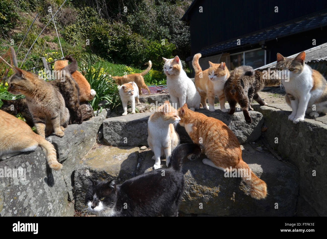 Japan, Shikoku island, Ehime region, Aoshima island, Cat island, local  tourist Stock Photo - Alamy